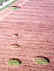 ovcrop2c.jpg (146986 bytes)