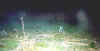 ovcropfog13b.jpg (67796 bytes)