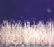 ovcropfog4b.jpg (77418 bytes)