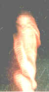 reptile2b.jpg (32384 bytes)